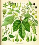 Echter Hopfen <em>(Humulus lupulus)</em>